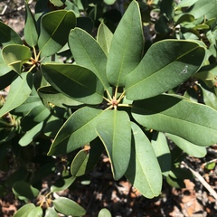 Manilkara jaimiqui emarginata