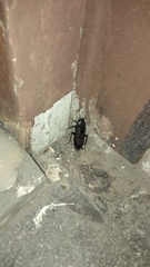 Blatta orientalis