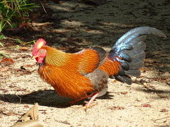 Gallus lafayettii