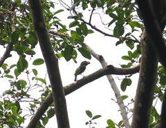 Psilopogon australis