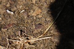 Meranoplus peringueyi