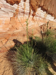 Yucca utahensis