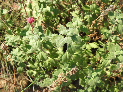 Image of Zaluzianskya katharinae by (c) Matthew Fainman, some rights reserved (CC BY)