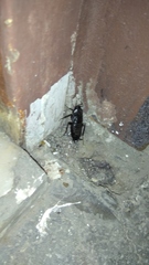 Blatta orientalis