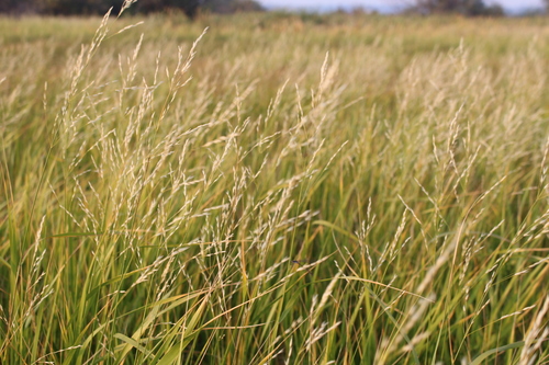 Scolochloa