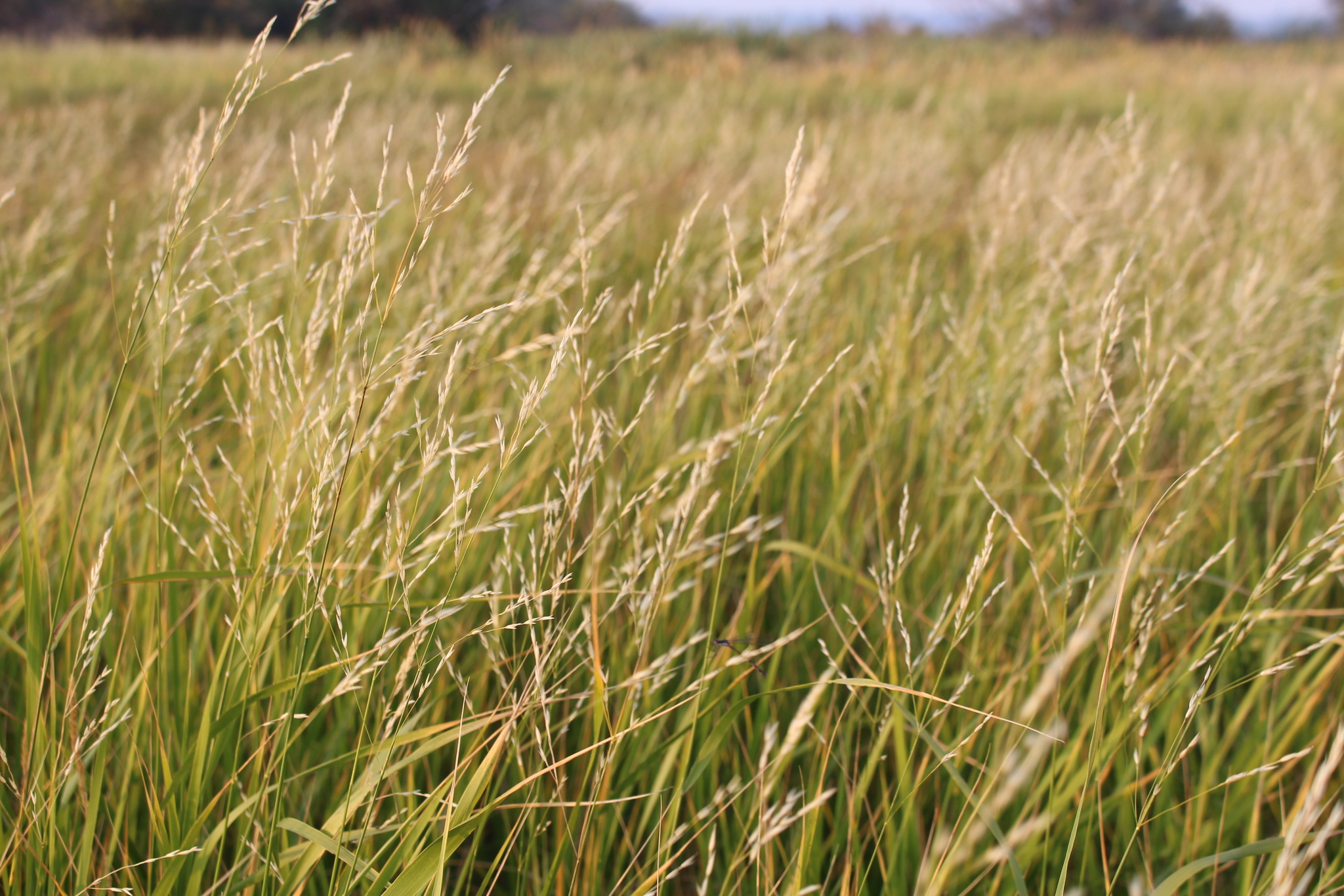 Scolochloa