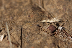 Meranoplus peringueyi