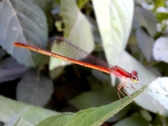 Agriocnemis pygmaea