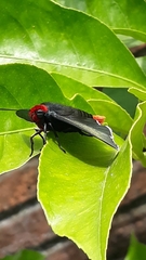 Pyrrhopyge charybdis