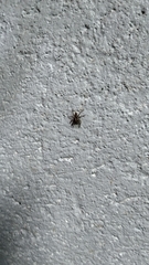 Menemerus bivittatus