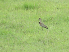 Vanellus chilensis