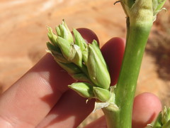 Yucca utahensis