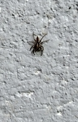 Menemerus bivittatus