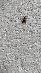 Menemerus bivittatus