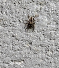 Menemerus bivittatus