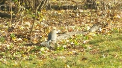 Sciurus carolinensis