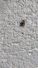 Menemerus bivittatus