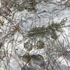 Evolvulus grisebachii