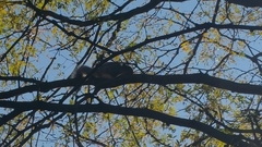 Sciurus carolinensis