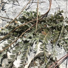 Evolvulus grisebachii