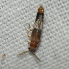 Distremocephalus opaculus