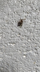 Menemerus bivittatus