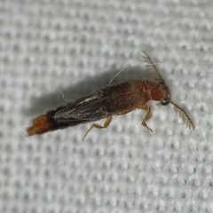 Distremocephalus opaculus