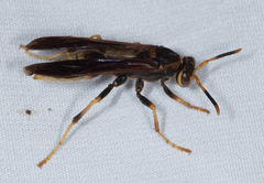 Polistes comanchus navajoe
