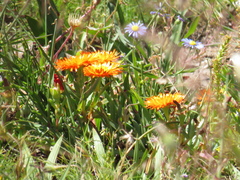 Lampranthus aureus