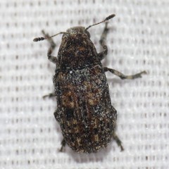 Euparius subtesselatus