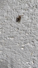 Menemerus bivittatus