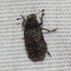 Euparius subtesselatus