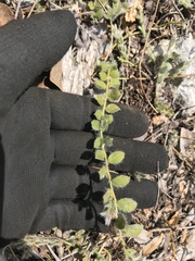 Evolvulus grisebachii