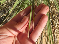 Yucca utahensis