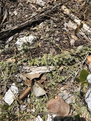 Evolvulus grisebachii