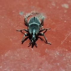 Cosmopolites sordidus
