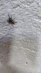 Menemerus bivittatus