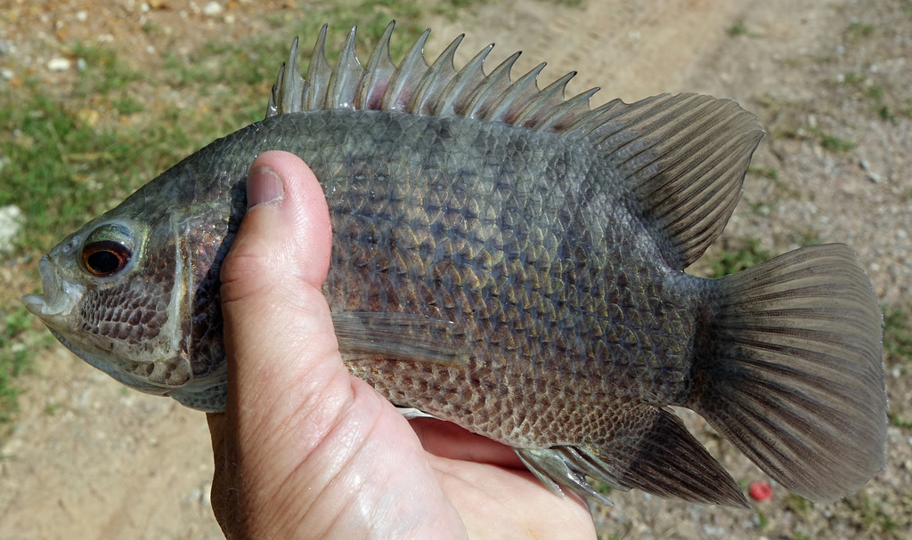 Malayan Leaffish (Fishes of North Selangor Peat Swamp Forest) · iNaturalist