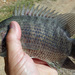Malayan Leaffish - Photo (c) Dominick Porcelli, some rights reserved (CC BY-NC), uploaded by Dominick Porcelli