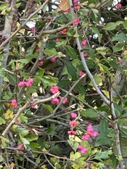 Euonymus europaeus