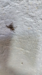 Menemerus bivittatus