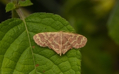 Lophophleps phoenicoptera