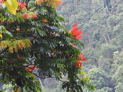 Pometia pinnata