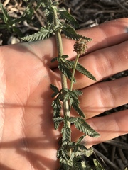 Lippia stoechadifolia