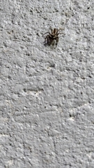 Menemerus bivittatus