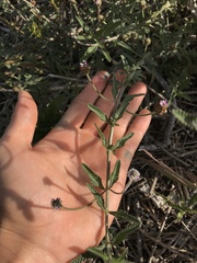 Lippia stoechadifolia