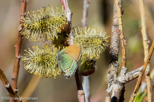 Sandia Hairstreak