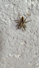 Menemerus bivittatus