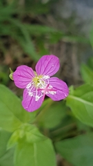 Oenothera rosea