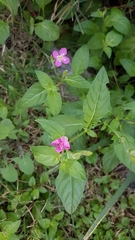 Oenothera rosea
